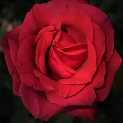 Roza Orientalna - kompozycja zapachowa  30 ml