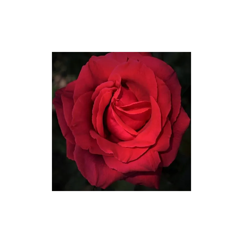 Roza Orientalna - kompozycja zapachowa  30 ml