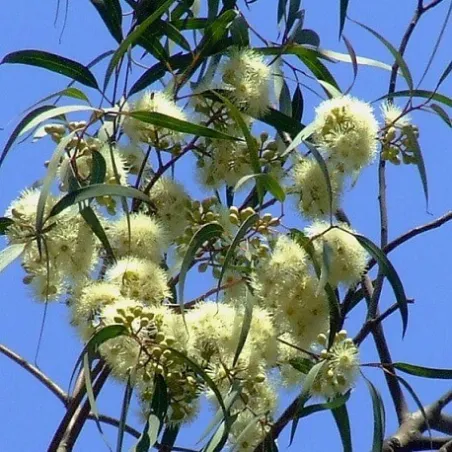 Olejek Eukaliptusa cytrynowego eteryczny 10 ml