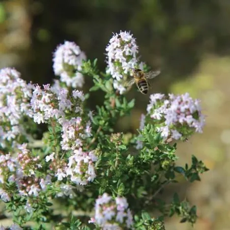 Olejek Tymiankowy eteryczny  10 ml
