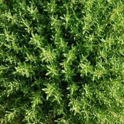 Olejek Tymiankowy eteryczny  50 ml