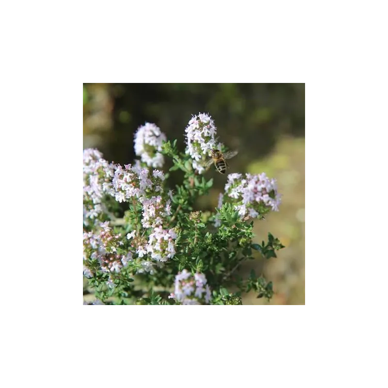 Olejek Tymiankowy eteryczny  50 ml