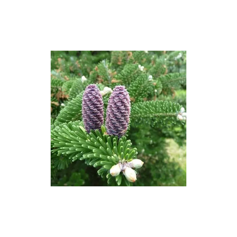 olejek jodłowy (pichtowy) 50 ml