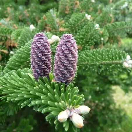 olejek jodłowy (pichtowy) 50 ml