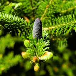 olejek jodłowy (pichtowy) 50 ml