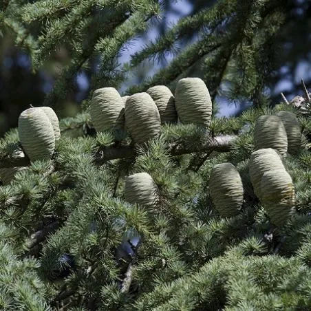 Olejek eteryczny Cedr atlaski 30 ml