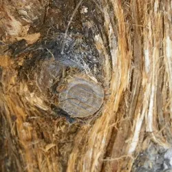 Olejek eteryczny Cedr atlaski 50 ml