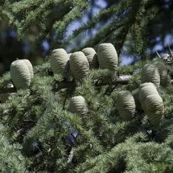 Olejek eteryczny Cedr atlaski 50 ml