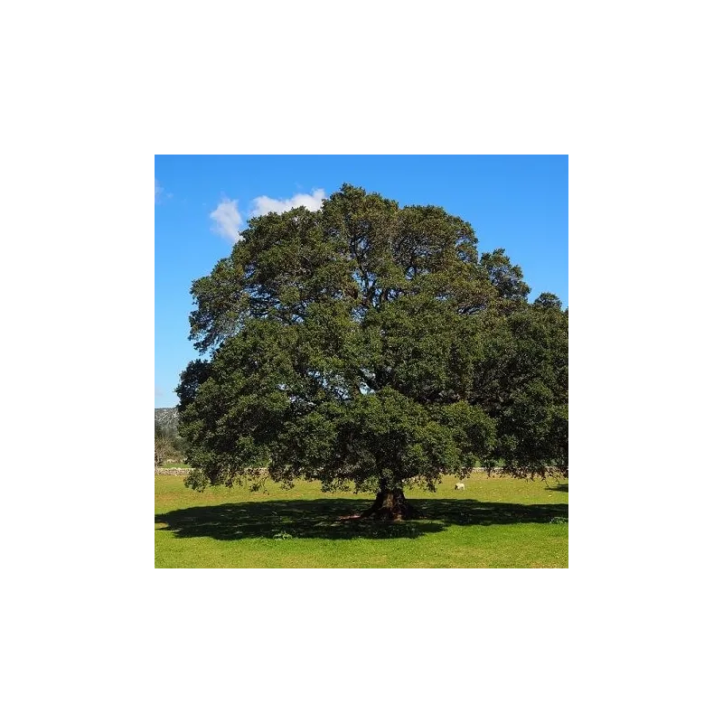 Olejek Kamforowy 7 ml Bamer