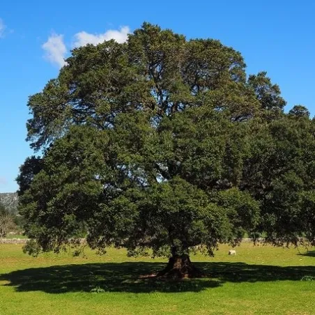 Olejek Kamforowy 7 ml Bamer