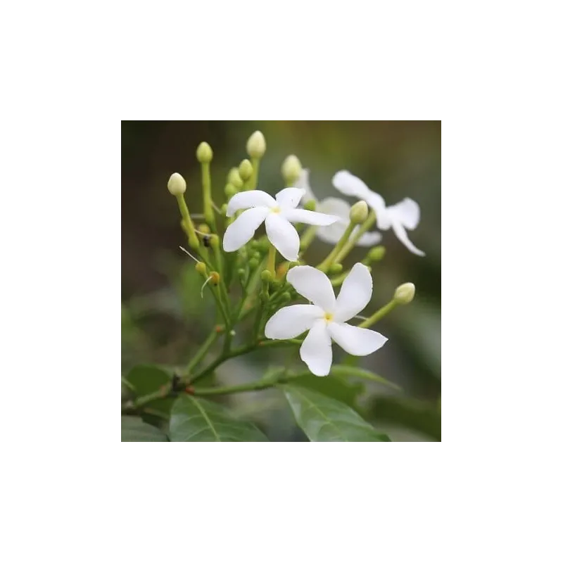 Jasmin - kompozycja zapachowa  30 ml