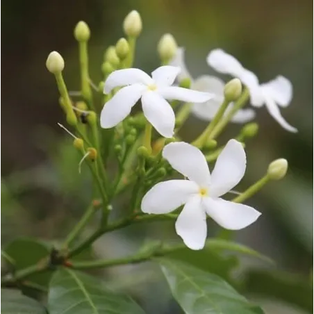 Jasmin - kompozycja zapachowa  50 ml