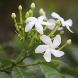 Jasmin - kompozycja zapachowa 100 ml