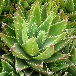 Aloes - kompozycja zapachowa 7 ml Bamer