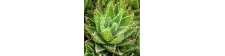Aloes - kompozycja zapachowa 7 ml Bamer