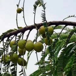 Amla w proszku 100 g