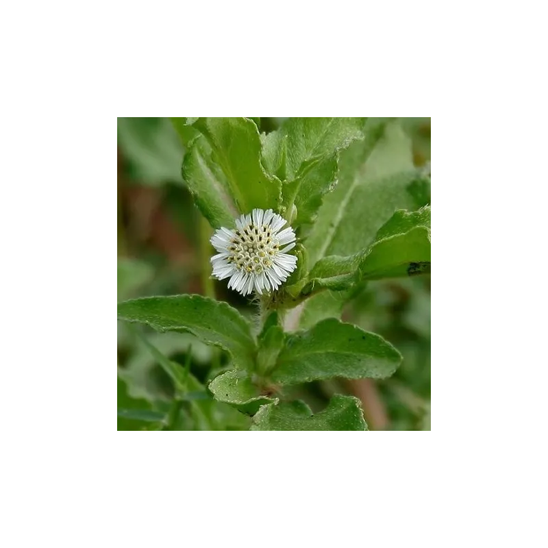 Bhringaraj ziele cięte  10 g