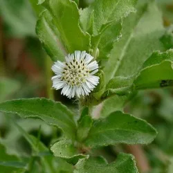 Bhringaraj ziele cięte  50 g