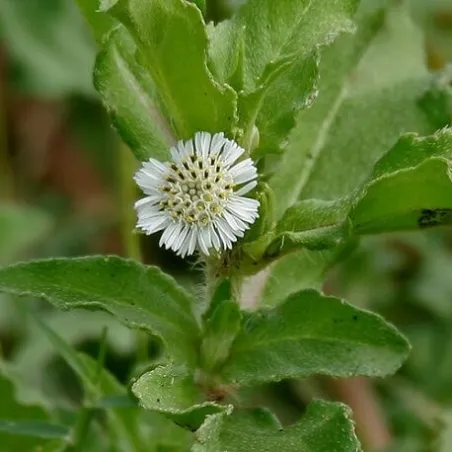 Bhringaraj ziele cięte  50 g