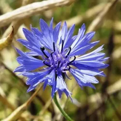 Bławatek płatki suszone  30 g