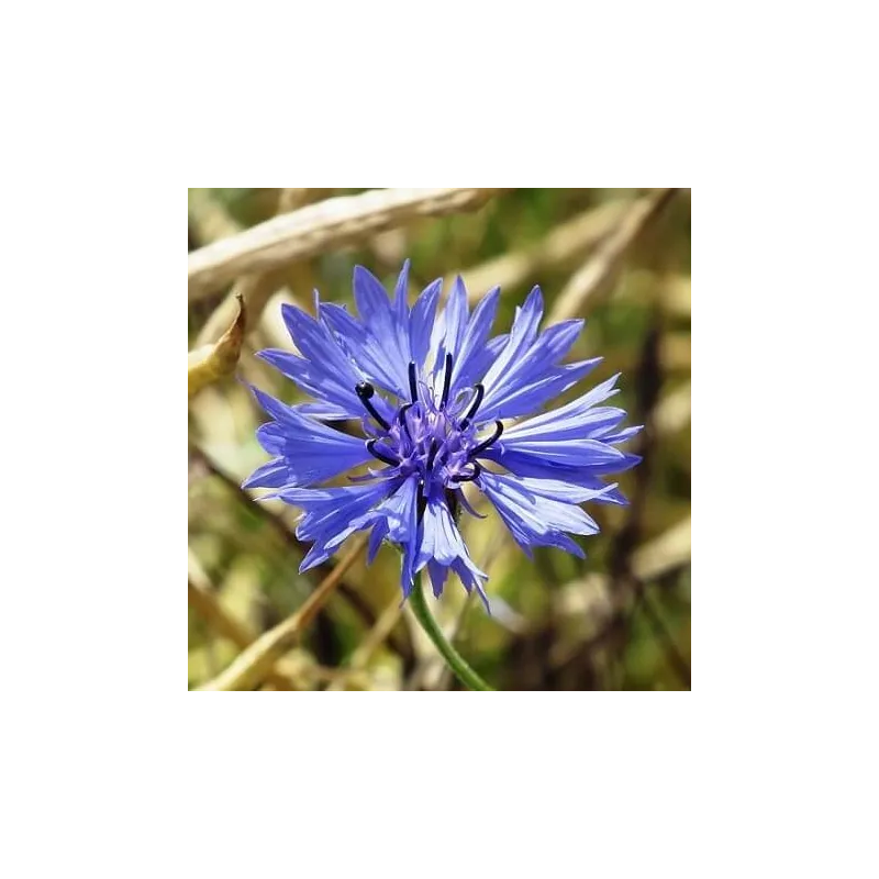 Bławatek płatki suszone  30 g