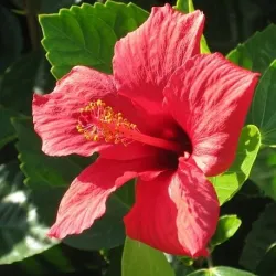 Hibiskus kwiat suszony  50 g