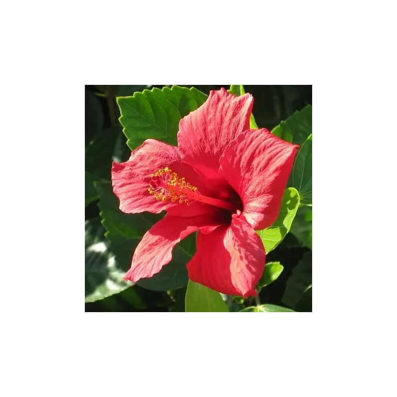 Hibiskus kwiat suszony 500 g