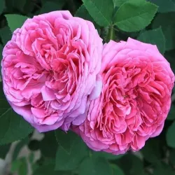 Hydrolat różany - Woda różana 500 ml