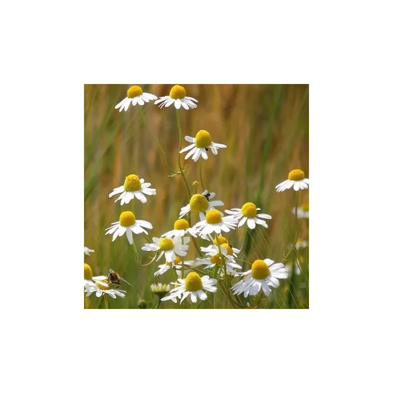 Hydrolat rumiankowy - Woda rumiankowa 100 ml