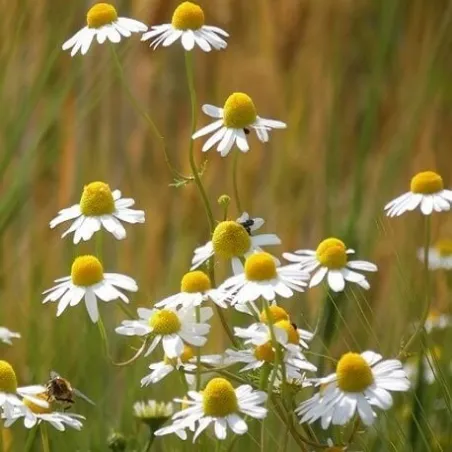 Hydrolat rumiankowy - Woda rumiankowa 100 ml