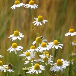 Hydrolat rumiankowy - Woda rumiankowa 500 ml