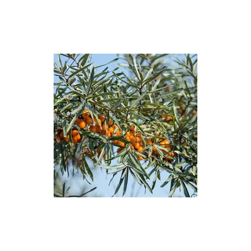 Olej rokitnikowy  30 ml