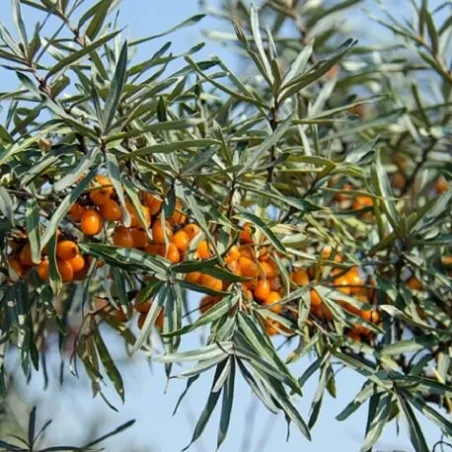 Olej rokitnikowy  15 ml