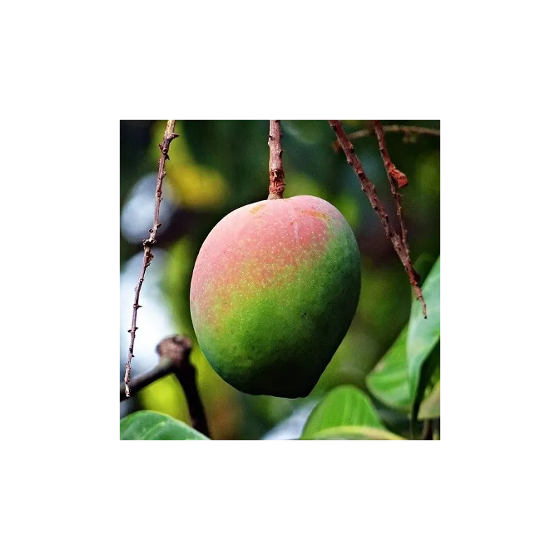 Masło mango rafinowane 50 g