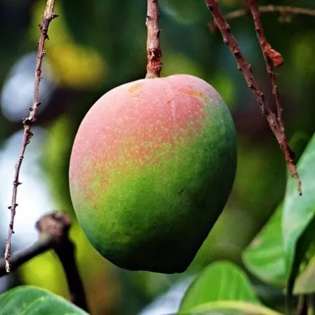 Masło mango rafinowane 500 g