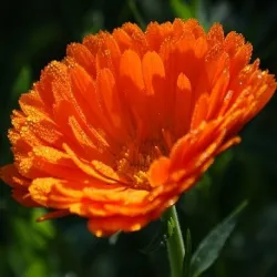 Nagietek płatki suszone 10 g