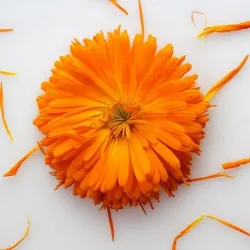 Nagietek płatki suszone 10 g