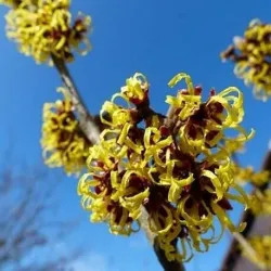 Oczar wirginijski - hydrolat bezalkoholowy 100 ml