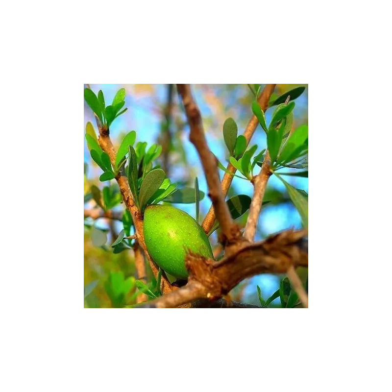 Olej arganowy nierafinowany 15 ml