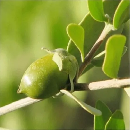 Olej jojoba GOLDEN nierafinowany 50 ml