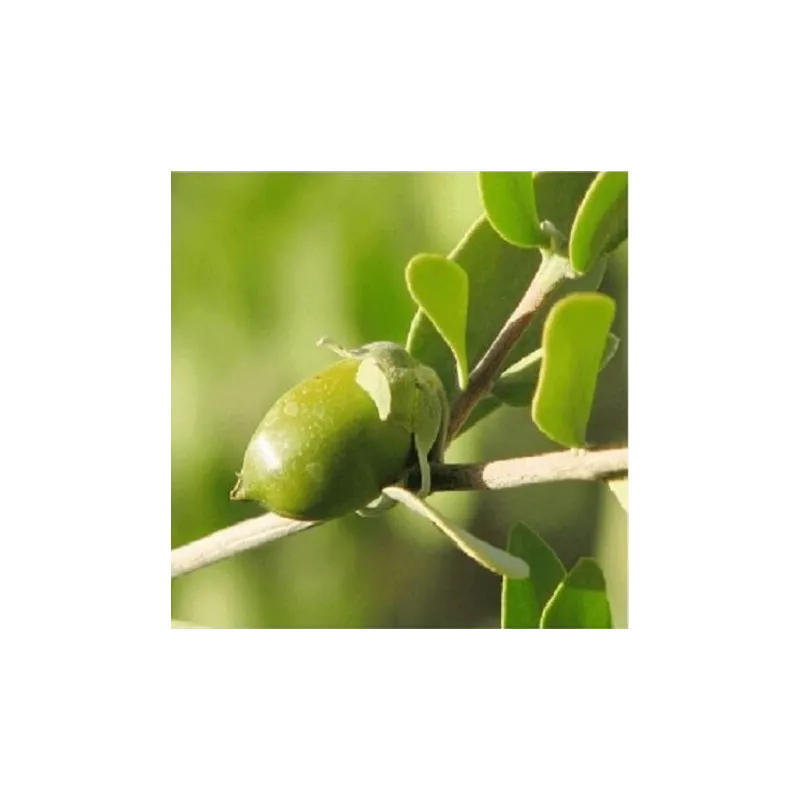 Olej jojoba GOLDEN nierafinowany 100 ml