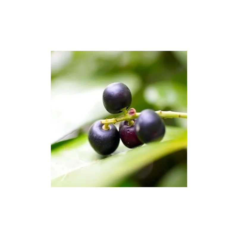 Olej laurowy nierafinowany 50 g