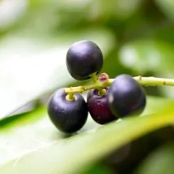 Olej laurowy nierafinowany 100 g