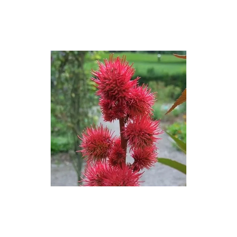 Olej rycynowy 100 ml