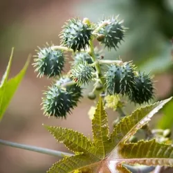 Olej rycynowy 100 ml