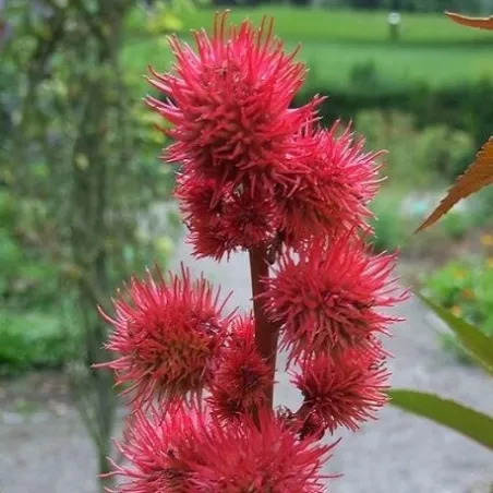 Olej rycynowy 500 ml