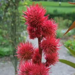 Olej rycynowy 1000 ml