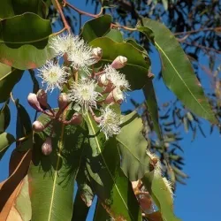 Olej tamanu nierafinowany eko 10 ml