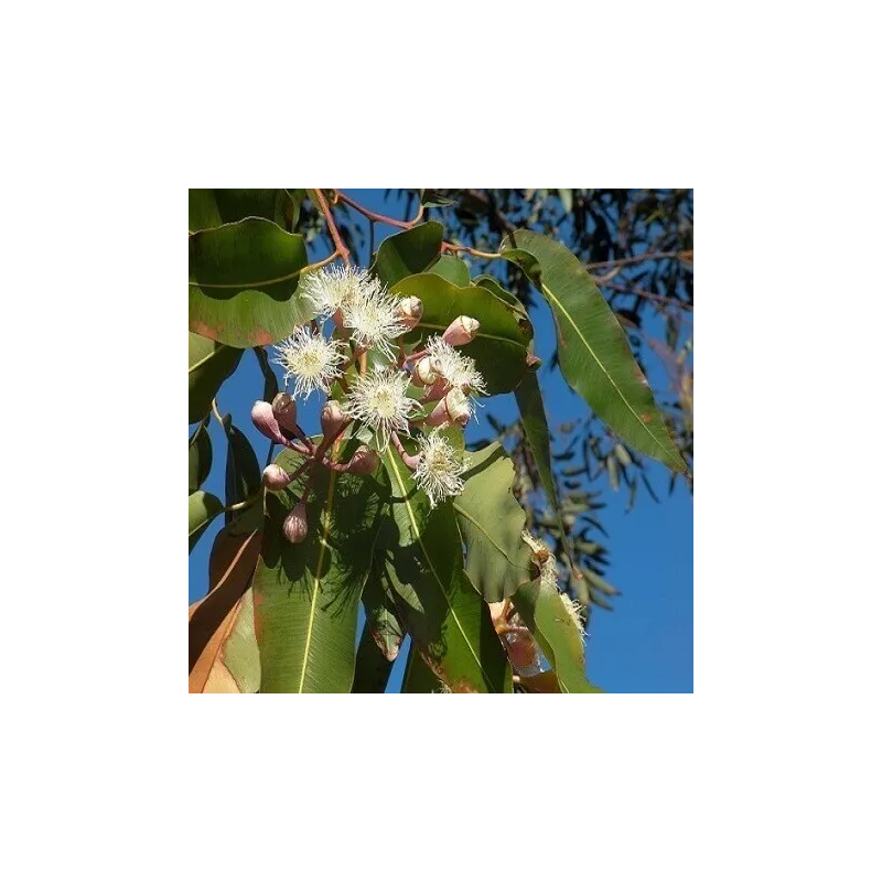 Olej tamanu nierafinowany eko 15 ml