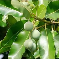 Olej tamanu nierafinowany eko 15 ml